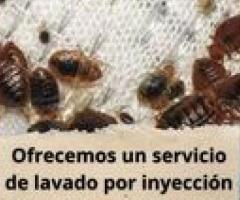 Lavado de salas y colchones con chinches post fumigación - Ecatepec de Morelos