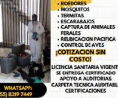 Servicios de control de plagas - Tlalnepantla de Baz