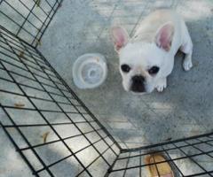 Cachorros bulldog frances - Mexicali